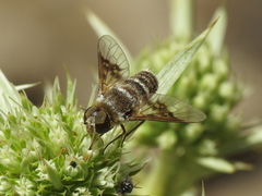 Thyridanthrax elegans