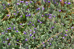 Hygrophila