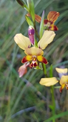 Diuris brumalis