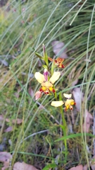Diuris brumalis