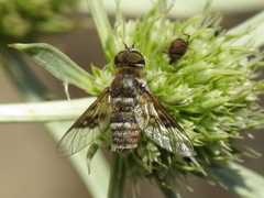 Thyridanthrax elegans