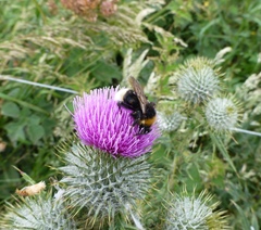 Bombus vestalis