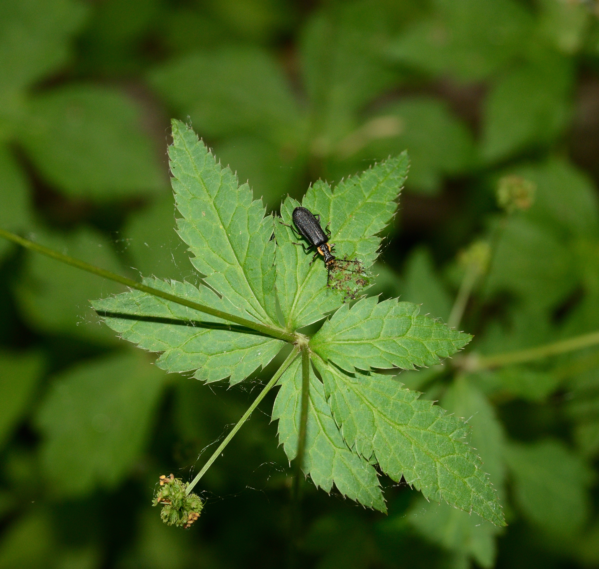 Sanicula canadensis var. canadensis