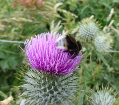 Bombus vestalis