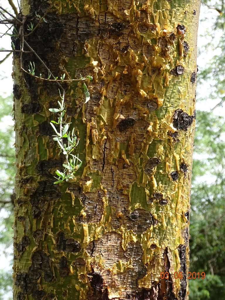 Floodplain Acacia