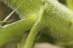 Cylindrocopturus adspersus