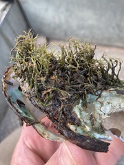 Podostemum ceratophyllum
