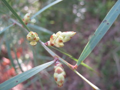 Acacia iteaphylla
