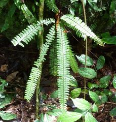 Asplenium formosum