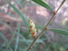 Acacia iteaphylla