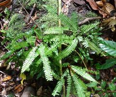 Asplenium formosum