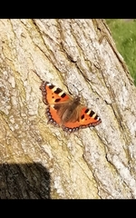 Aglais urticae