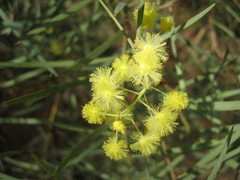 Acacia iteaphylla