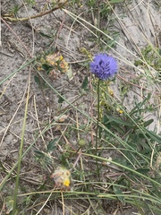 Jasione