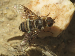 Thyridanthrax elegans