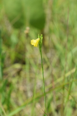 Linum sulcatum