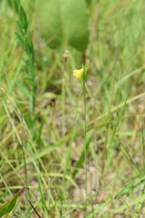 Linum sulcatum