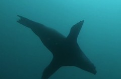 Arctocephalus pusillus