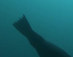 Arctocephalus pusillus