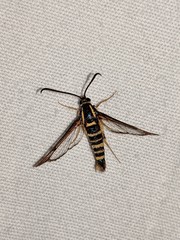 Synanthedon arkansasensis