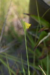 Linum sulcatum