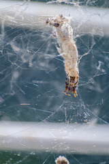 Cyrtophora citricola