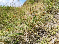 Carex arenaria