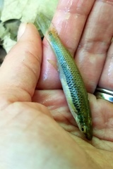Fundulus olivaceus