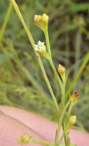 Image of Thesium utile by (c) Nicola van Berkel, some rights reserved (CC BY-SA)