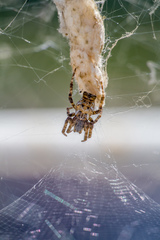 Cyrtophora citricola
