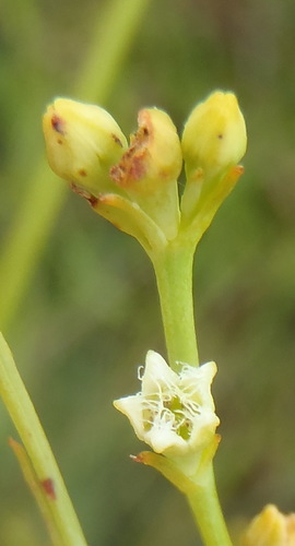 Image of Thesium utile by (c) Nicola van Berkel, some rights reserved (CC BY-SA)
