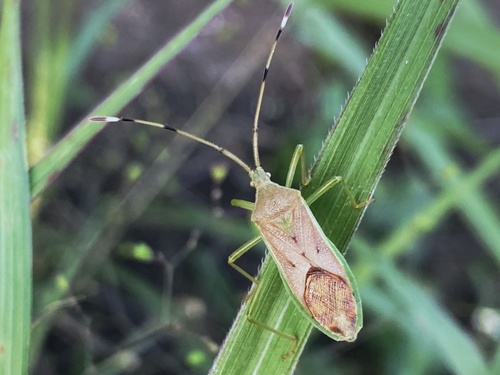 Homoeocerus Puncticornis · Inaturalist