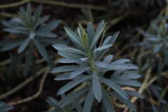 Euphorbia glauca