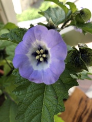 Nicandra