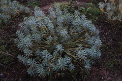 Euphorbia glauca