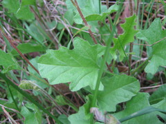 Convolvulus angustissimus