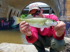 Micropterus henshalli