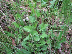 Convolvulus angustissimus