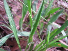 Plantago gaudichaudii