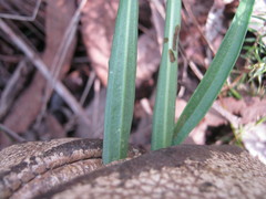 Plantago gaudichaudii