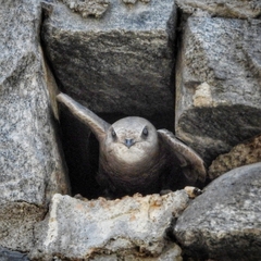 Pallid Swift photo 6
