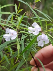 Westringia blakeana