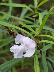 Westringia blakeana