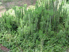 Austrocylindropuntia subulata