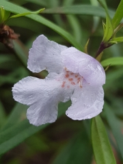 Westringia blakeana