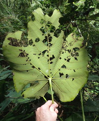 Macaranga schweinfurthii