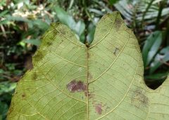 Macaranga schweinfurthii