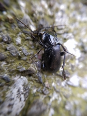 Abax parallelepipedus