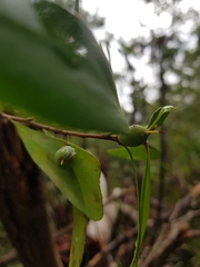 Persoonia stradbrokensis