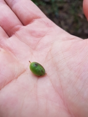 Persoonia stradbrokensis